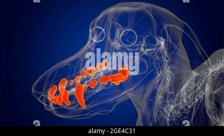 Dog upper teeth Anatomy For Medical Concept 3D Illustration Stock Photo