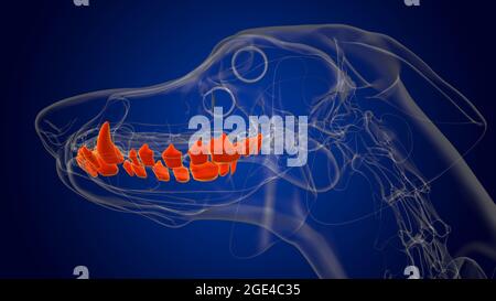 Dog lower teeth Anatomy For Medical Concept 3D Illustration Stock Photo