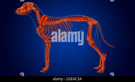 Dog skeleton Anatomy For Medical Concept 3D Illustration Stock Photo