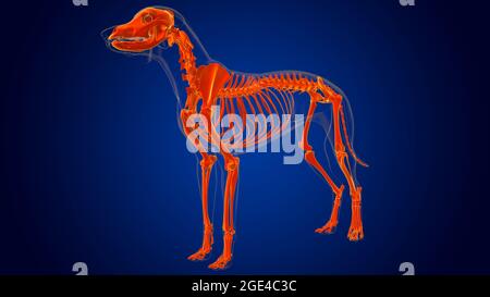 Dog skeleton Anatomy For Medical Concept 3D Illustration Stock Photo