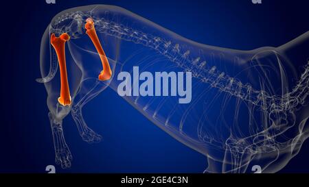 Femur Bones Dog skeleton Anatomy For Medical Concept 3D Illustration Stock Photo