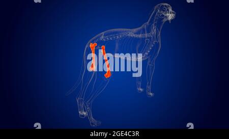 Femur Bones Dog skeleton Anatomy For Medical Concept 3D Illustration Stock Photo