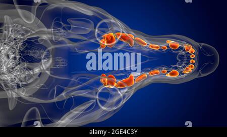 Dog upper teeth Anatomy For Medical Concept 3D Illustration Stock Photo