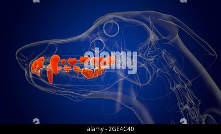 Dog upper teeth Anatomy For Medical Concept 3D Illustration Stock Photo