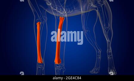 Radius Bones Dog skeleton Anatomy For Medical Concept 3D Illustration Stock Photo