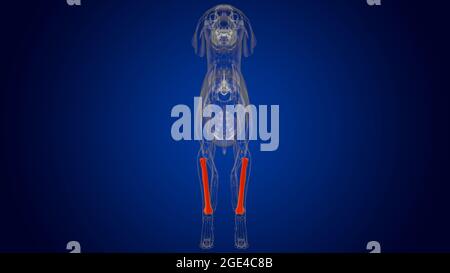 Radius Bones Dog skeleton Anatomy For Medical Concept 3D Illustration Stock Photo