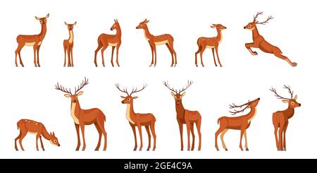 Cute deer with antlers, vector illustration set. Standing, jumping and grazing. Cartoon flat style drawing isolated on a white background Stock Vector