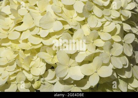 Background of light lime-green flowers of Hydrangea (Hydrangea paniculata limelight), family Hydrangeaceae. Dutch garden, summer, August. Stock Photo