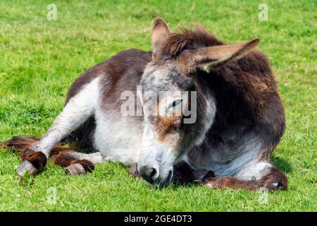 An old donkey lying down and taking it easy in the sunshine. The donkey is resting and sleeping in a very relaxed manner in his retirement years. Stock Photo