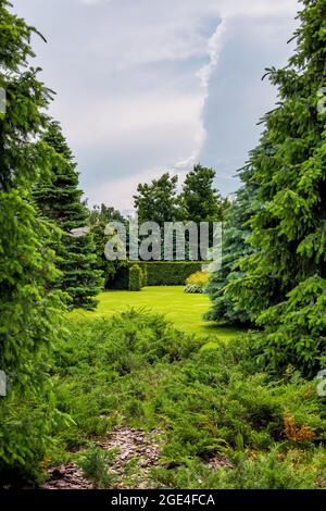 a dense pine park with thorny trees in the middle of a lawn with green grass and evergreen bushes with mulch bark tree in forest landscape in cloudy w Stock Photo