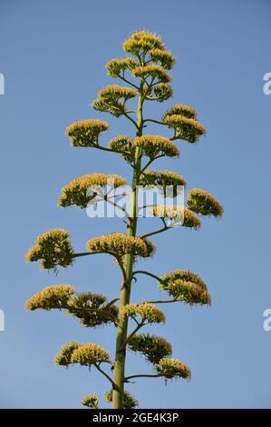 Century plant (Agave americana) flowering spike, Mali Losinj, Croatian island. Tall flowering spike of the century plant agave. Stock Photo