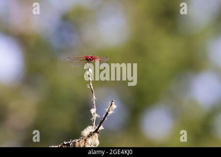 Cardinal meadowhawk dragonfly up on mossy twig over water Stock Photo