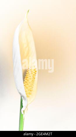 A single, white peace lily (spathiphyllum) set against a cream background