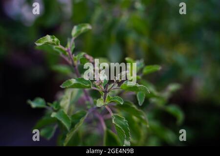 Tulsi or Thulasi plant, selective focus Stock Photo