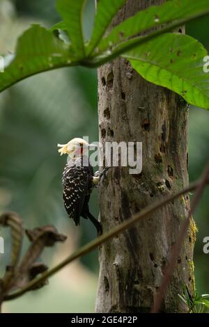A Blond-crested Woodpecker (Celeus flavescens) from the Atlantic Rainforest of SE Brazil Stock Photo