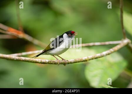 A male Pin-tailed Manakin (Ilicura militaris) from the Atlantic Rainforest of SE Brazil Stock Photo