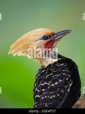 A portrait of a male Blond-crested Woodpecker (Celeus flavescens) from the Atlantic Rainforest of SE Brazil Stock Photo
