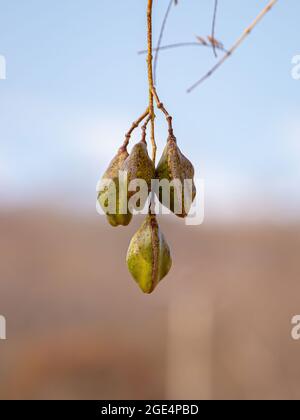 Blue Jacaranda Fruits of the species Jacaranda mimosifolia Stock Photo