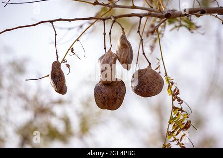 Blue Jacaranda Fruits of the species Jacaranda mimosifolia Stock Photo