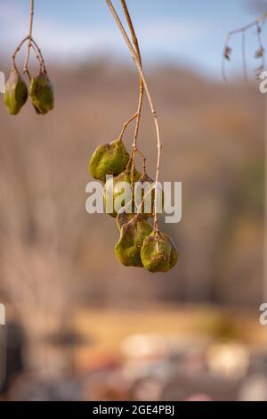 Blue Jacaranda Fruits of the species Jacaranda mimosifolia Stock Photo