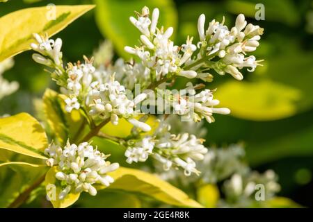 Close up of flowers on a garden privet (ligustrum ovalifolium) plant Stock Photo