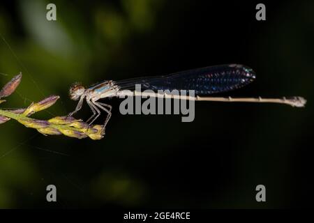 Adult Narrow-winged Damselfly of the Family Coenagrionidae Stock Photo