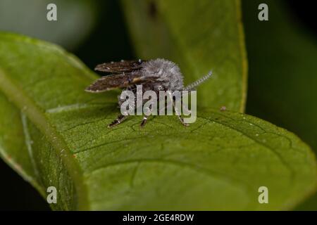 Adult Bathroom Moth Midge of the species Clogmia albipunctata Stock Photo