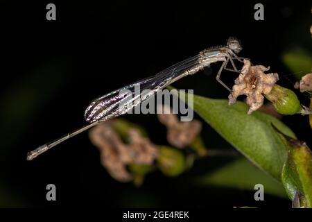 Adult Narrow-winged Damselfly of the Family Coenagrionidae Stock Photo