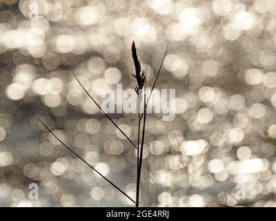 Reedbed reflections - reed seedheads contrast with out of focus highlights sparkling on water surface in wetland reserve in Lancashire, England, UK Stock Photo