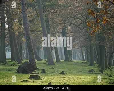 sunlit green grass, old stumps and golden Autumn leaves among leaning tree trunks in misty woodland in Cumbria, England, UK Stock Photo