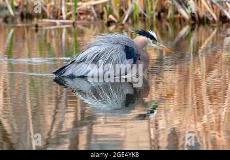 A Great Blue Heron's beautiful feathers glide smoothly over the water as it slowly wades through a golden colored Wetland environment. Stock Photo