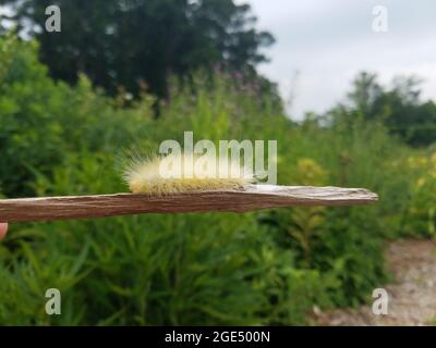 A Yellow Woolly Bear Caterpillar (Spilosoma virginica) crawls along a stick in Virginia. Stock Photo