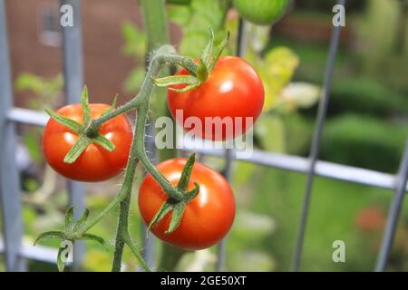 Cherry tomatoes being grown on a London balcony, UK Stock Photo