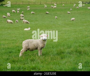 Romney marsh (Kent) mature lamb sheep out to pasture Stock Photo