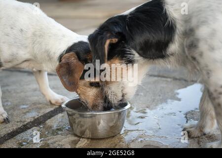 at what age can puppies start drinking water