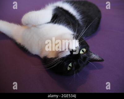 Close-up of a black and white cat lying down relaxing on a bed in a bedroom (Cats name is Roxy) Stock Photo