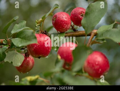 Fresh red wet apples on a brach after a heavy rain in a apple tree in Western Finland. Stock Photo