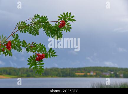 Rowan berries (sorbus aucuparia) in a brach by a lake in Western Finland in a dark blue stormy background at beginning of August Stock Photo