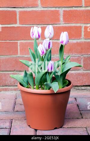 Group of tulipa Flaming Flag in a planter. A single mid spring flowering purple and white tulip belonging to the triumph group of division 3 tulips Stock Photo