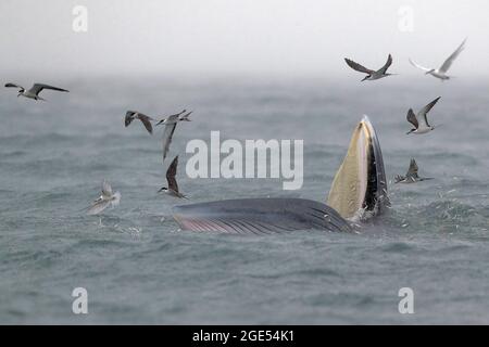 Bryde's Whale (Balaenoptera edeni), with Bridled Terns (Onychoprion anaethetus), Mirs Bay, Hong Kong, China  (also known as “Eden’s Whale) August 2021 Stock Photo