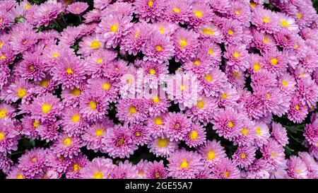 Raindrops on the petals of the bushy aster (Aster dumosus 'Rosenwichtel') pink flower with a yellow center that grows outside on the terrace. Stock Photo
