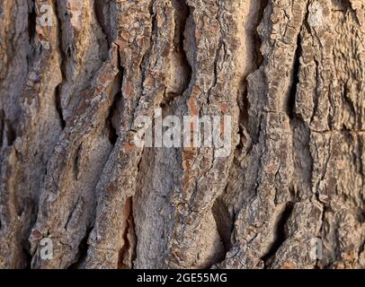 detail of the bark of a pine trunk Stock Photo