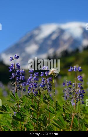 Close-up of Broadleaf Lupines (Lupinus latifolius) and American Bistort (Polygonum bistortoides) along the Skyline Trail at Paradise with Mount Rainie Stock Photo