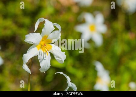 Close-up of an Avalanche lily (Erythronium montanum), one of the earliest flowers blooming, along the Skyline Trail at Paradise in Mt. Rainier Nationa Stock Photo