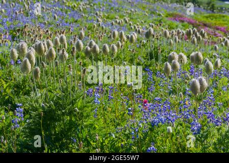 The seed heads of Pasqueflowers or Western Anemones (Anemone occidentalis) and Broadleaf Lupines (Lupinus latifolius), along the Skyline Trail at Para Stock Photo