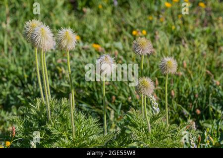 The seed heads of Pasqueflowers or Western Anemones (Anemone occidentalis) along the Skyline Trail at Paradise in Mt. Rainier National Park in Washing Stock Photo