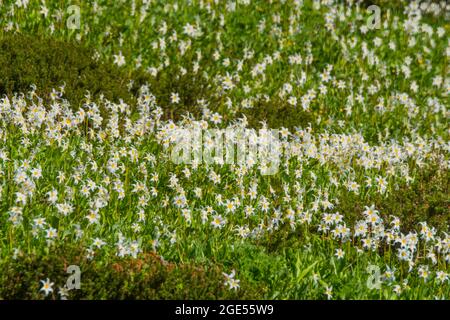 Avalanche Lilies (Erythronium montanum), one of the earliest flowers blooming, along the Skyline Trail at Paradise in Mt. Rainier National Park in Was Stock Photo