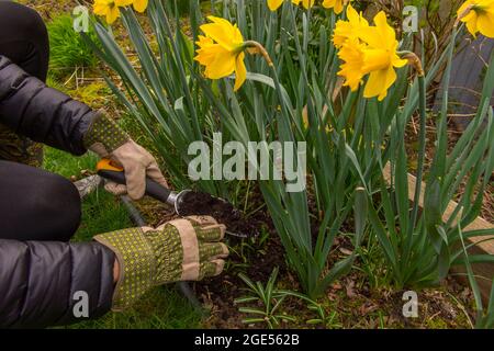 A gardener is spreading compost around daffodils in a Kirkland garden in Washington State, USA. Stock Photo