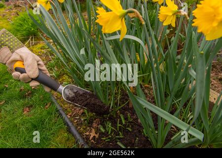 A gardener is spreading compost around daffodils in a Kirkland garden in Washington State, USA. Stock Photo