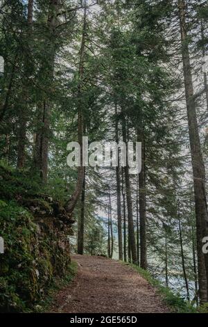 Path leading through the coniferous forest in the direction of the setting sun. Hiking Trail through Natural Foggy Spruce Tree Forest Stock Photo